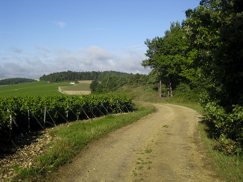 The camino to Santiago de Compostella