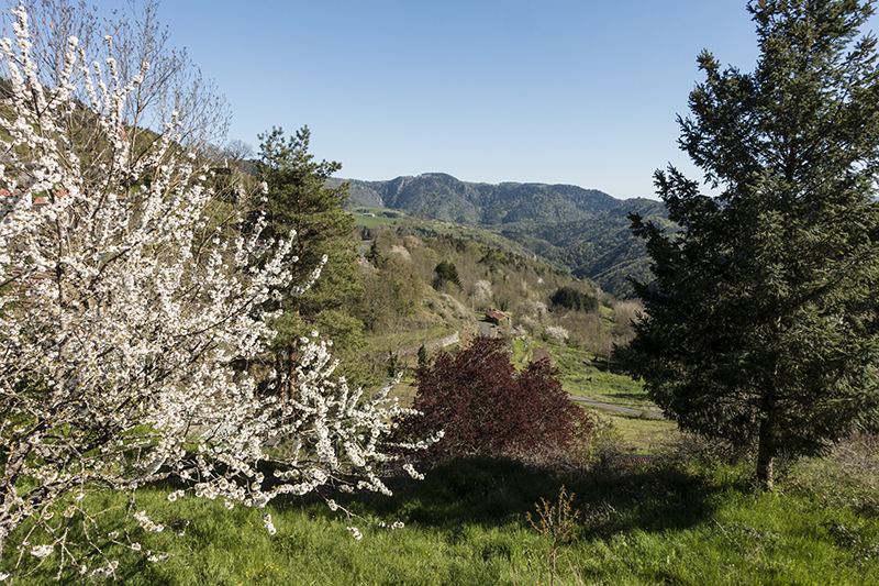 The camino to Santiago de Compostella