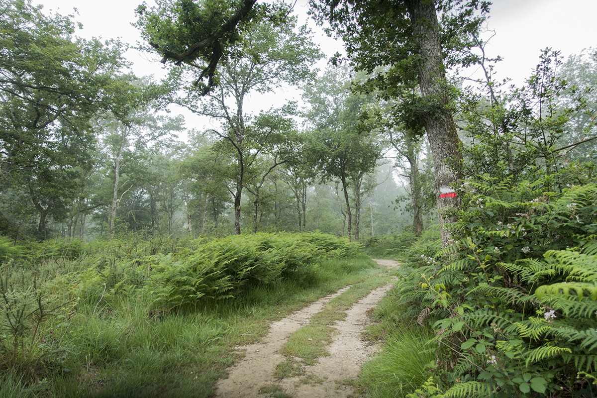 The camino to Santiago de Compostella