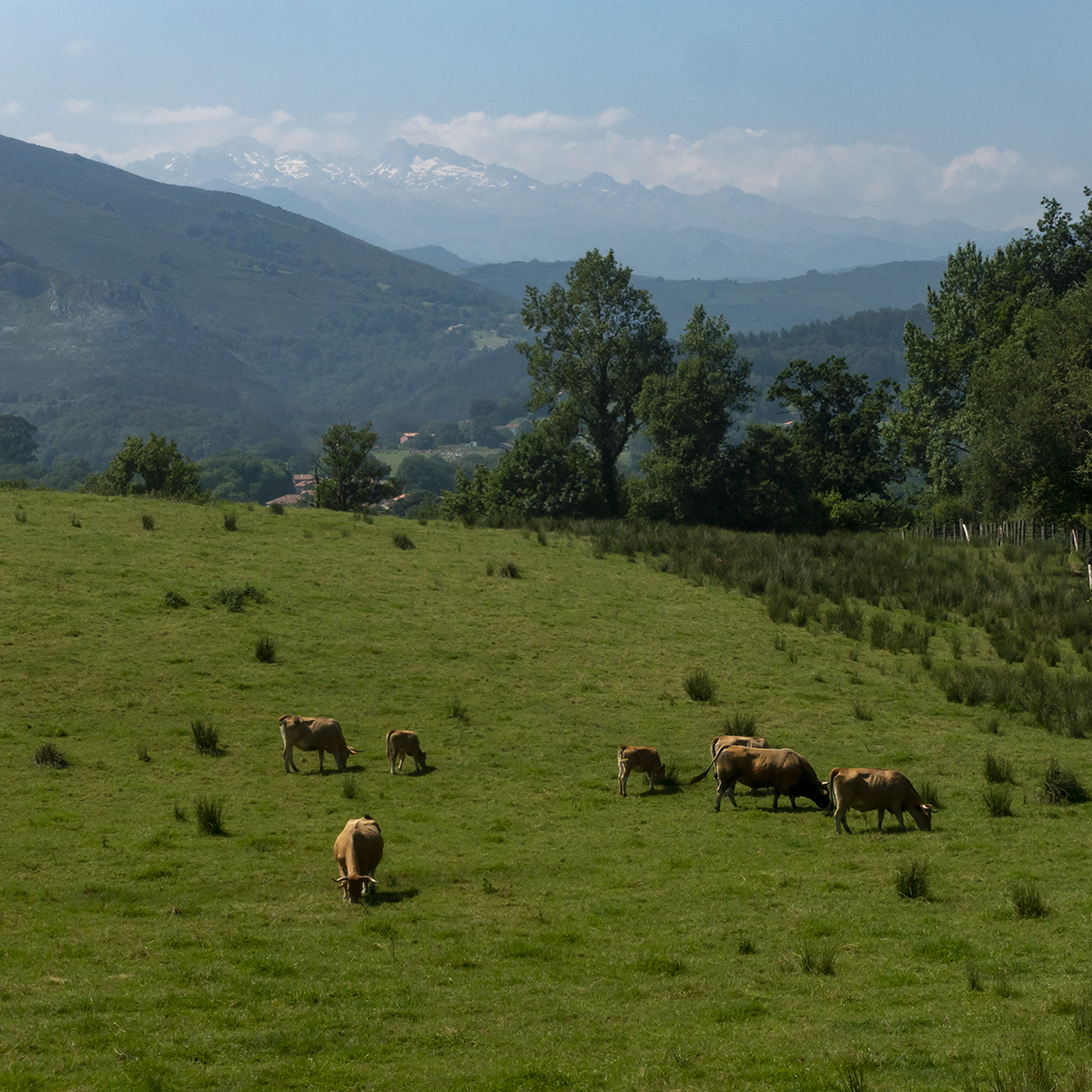 The camino to Santiago de Compostella