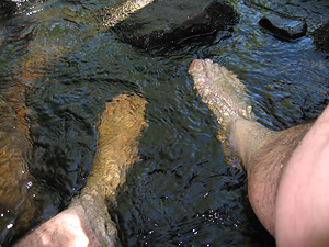 feet