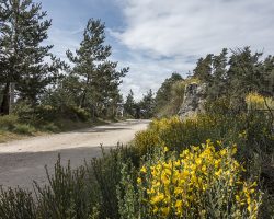 Brooms are blooming. To Aumont-Aubrac. Via Podiensis. France. Brooms are blooming. To Aumont-Aubrac. Via Podiensis. France.