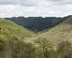 Woods. To Saint-Côme-d’Olt. France.