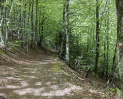 Woods. To Saint-Côme-d’Olt. France.