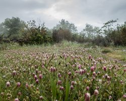 Flowers. To Estaing. France. Flowers. To Estaing. France.