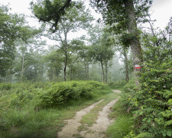 Nice forest on the way to Aire-sur-l'Adour. Nice forest on the way to Aire-sur-l'Adour.