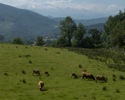 Los Picos. To Nueva. Camino del Norte. Spain.