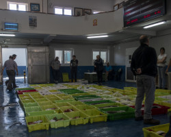 The fish market in Luarca. The fish market in Luarca.