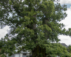 The intention was to cut down this tree, but it was saved by Víctor Corral who carved some religious motives in it. See the others photos. The intention was to cut down this tree, but it was saved by Víctor Corral who carved some religious motives in it. See the others photos.