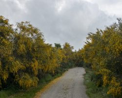 To Sobrado. Camino del Norte. Spain. To Sobrado. Camino del Norte. Spain.