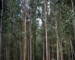 To O Pedrouzo. To O Pedrouzo.