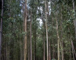 To O Pedrouzo. Camino del Norte. Spain. To O Pedrouzo. Camino del Norte. Spain.