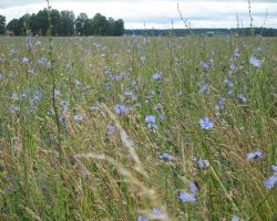 A lot of flowers this year. May be because this summer is so rainy. To Normlösa. Sweden. A lot of flowers this year. May be because this summer is so rainy. To Normlösa. Sweden.