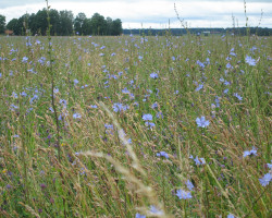 A lot of flowers this year. May be because this summer is so rainy. A lot of flowers this year. May be because this summer is so rainy.