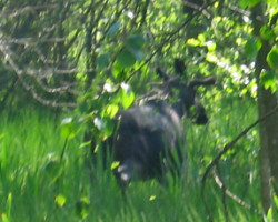 Here is a real elk! To Vaggeryd. Sweden. Here is a real elk! To Vaggeryd. Sweden.