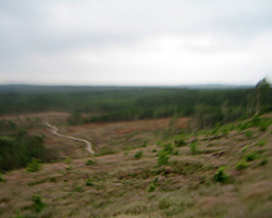 They tok all the forest. Even the marks I tried to follow. I went lost. To Påbohus. Sweden.