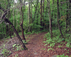 Nice to walk in the woods. Nice to walk in the woods.