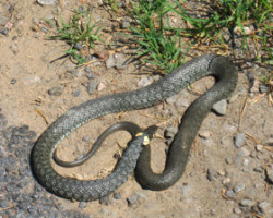 Another animal… To Vaggeryd. Sweden. Another animal… To Vaggeryd. Sweden.