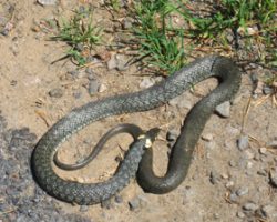 Another animal… To Vaggeryd. Sweden. Another animal… To Vaggeryd. Sweden.