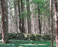 Walls in the woods, they tell us that it's not always was woods here. To Voxtorp. Sweden. Walls in the woods, they tell us that it's not always was woods here. To Voxtorp. Sweden.