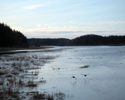 Birds flying away. Still early. Birds flying away. Still early.