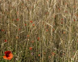 Flowers. To Grado. Camino Primitivo. Flowers. To Grado. Camino Primitivo.