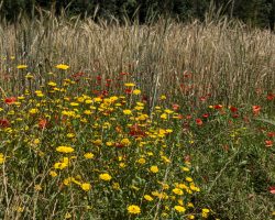 Flowers. To Grado. Camino Primitivo. Flowers. To Grado. Camino Primitivo.