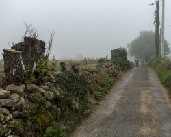 Foggy road. Foggy road