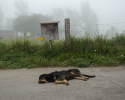 Sleeping dog. Sleeping dog on the road.