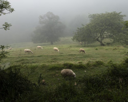 Sheeps in a foggy pasture. Sheeps in a foggy pasture