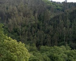 Woods. To Tineo. Camino Primitivo. Woods. To Tineo. Camino Primitivo.